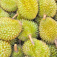 https://www.producebluebook.com/wp-content/uploads/KYC_images/Durian_Thumbnail.jpg